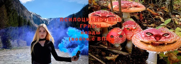 PSILOCYBIN Белокуриха